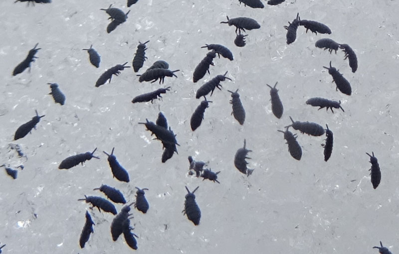a migliaia sulla neve.....piccolissimi: Collembola Hypogastruridae : Hypogastrura sp.